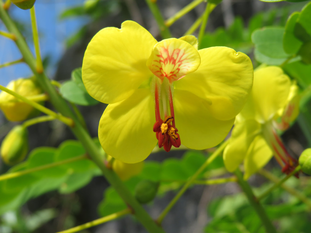 植物5の写真5