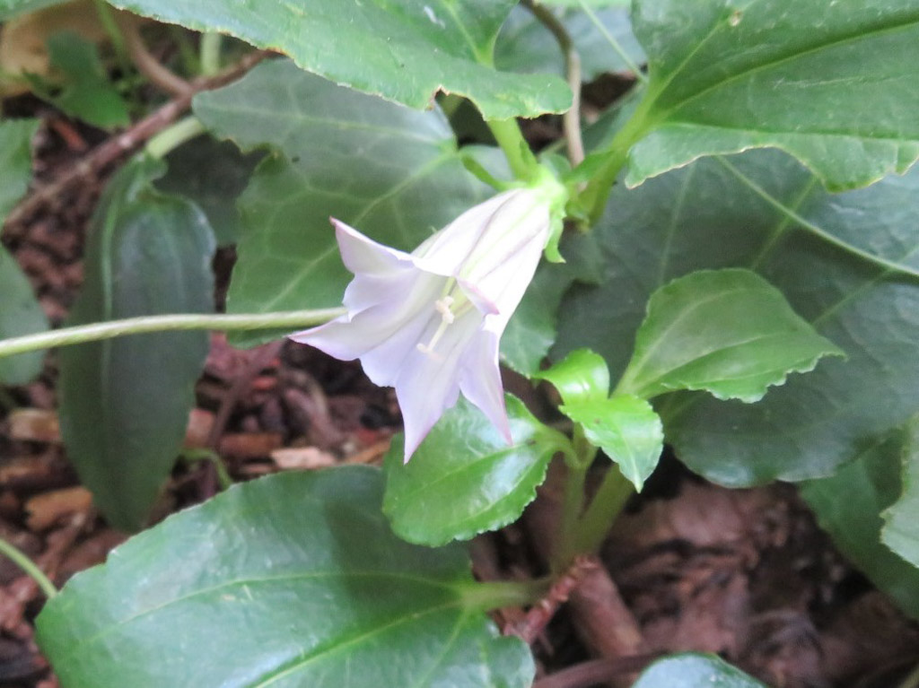 植物5の写真12