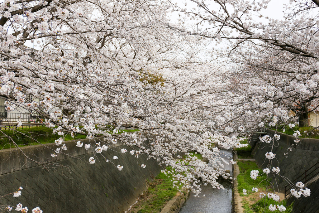 志井川　桜の写真23