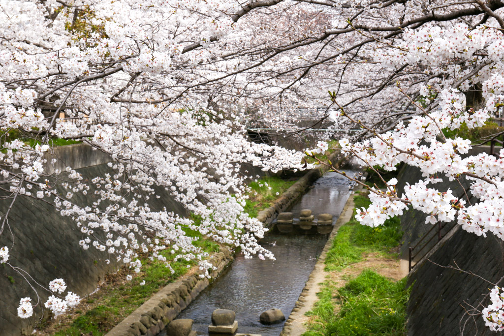 志井川　桜の写真22