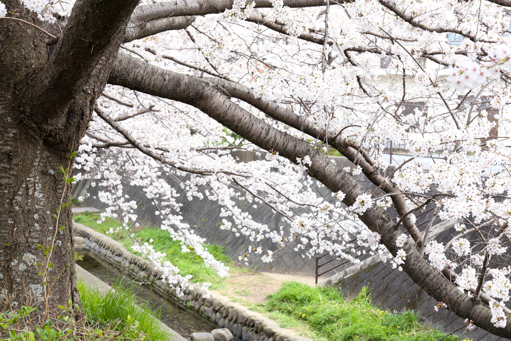 志井川　桜の写真20