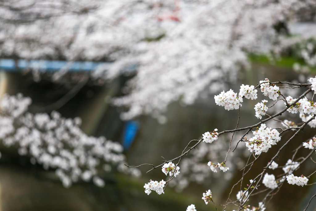 志井川　桜の写真19