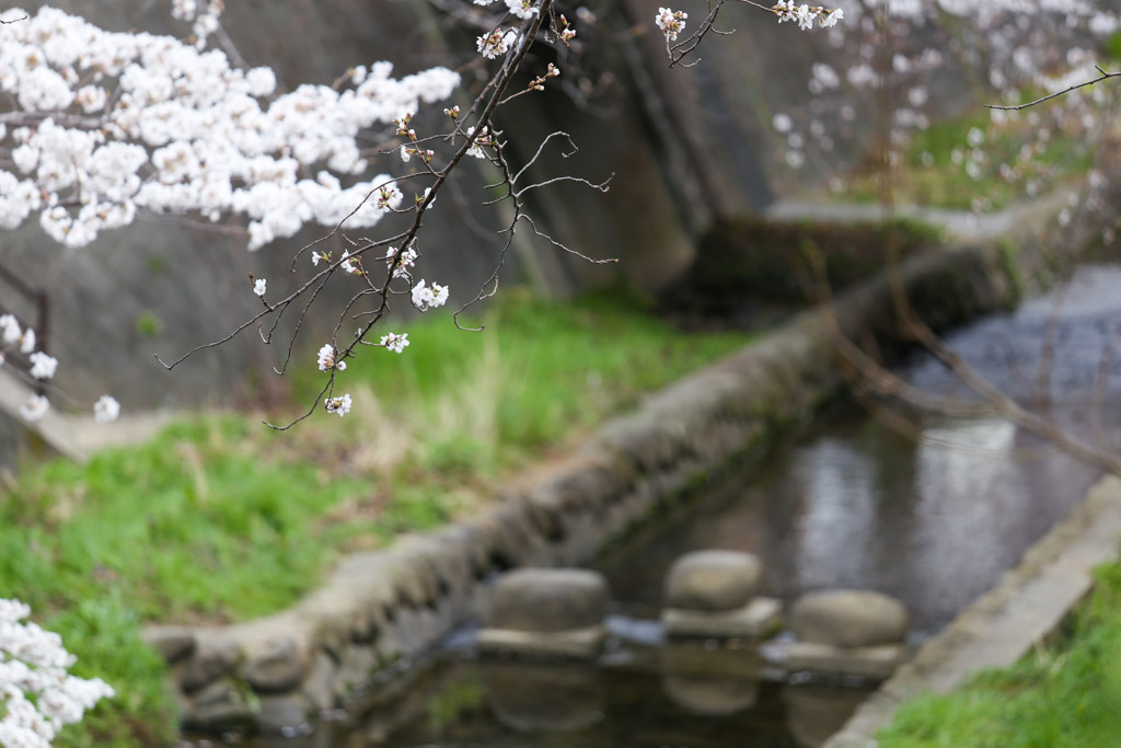 志井川　桜の写真18