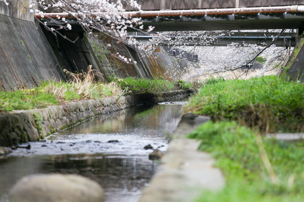 志井川　桜の写真12