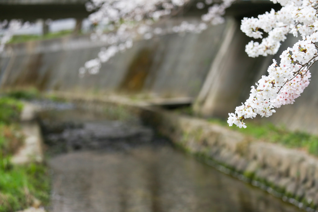 志井川　桜の写真11