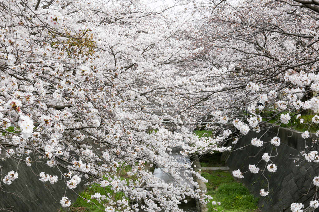 志井川　桜の写真8