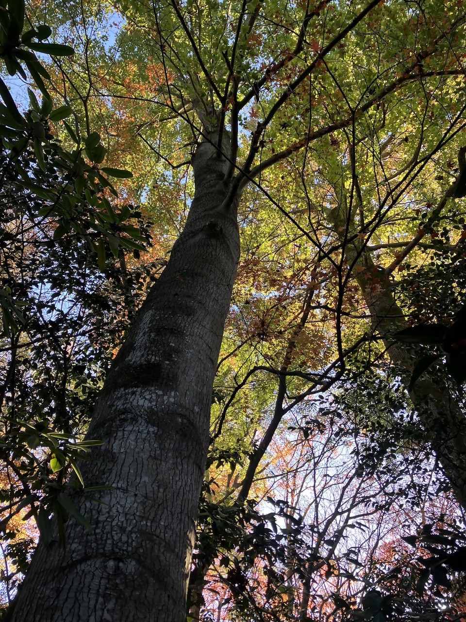 白野江植物公園の写真2