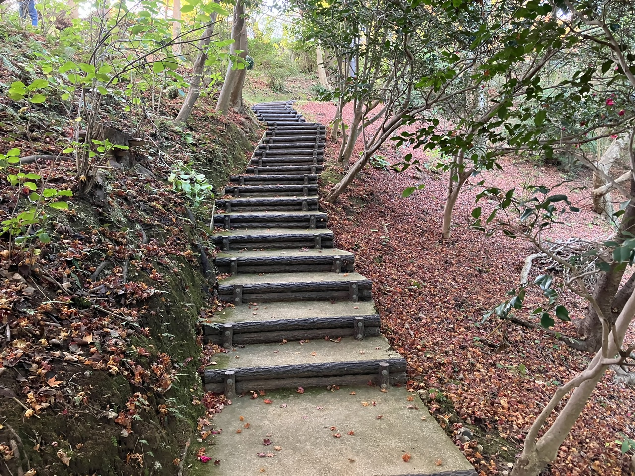 白野江植物公園の写真3