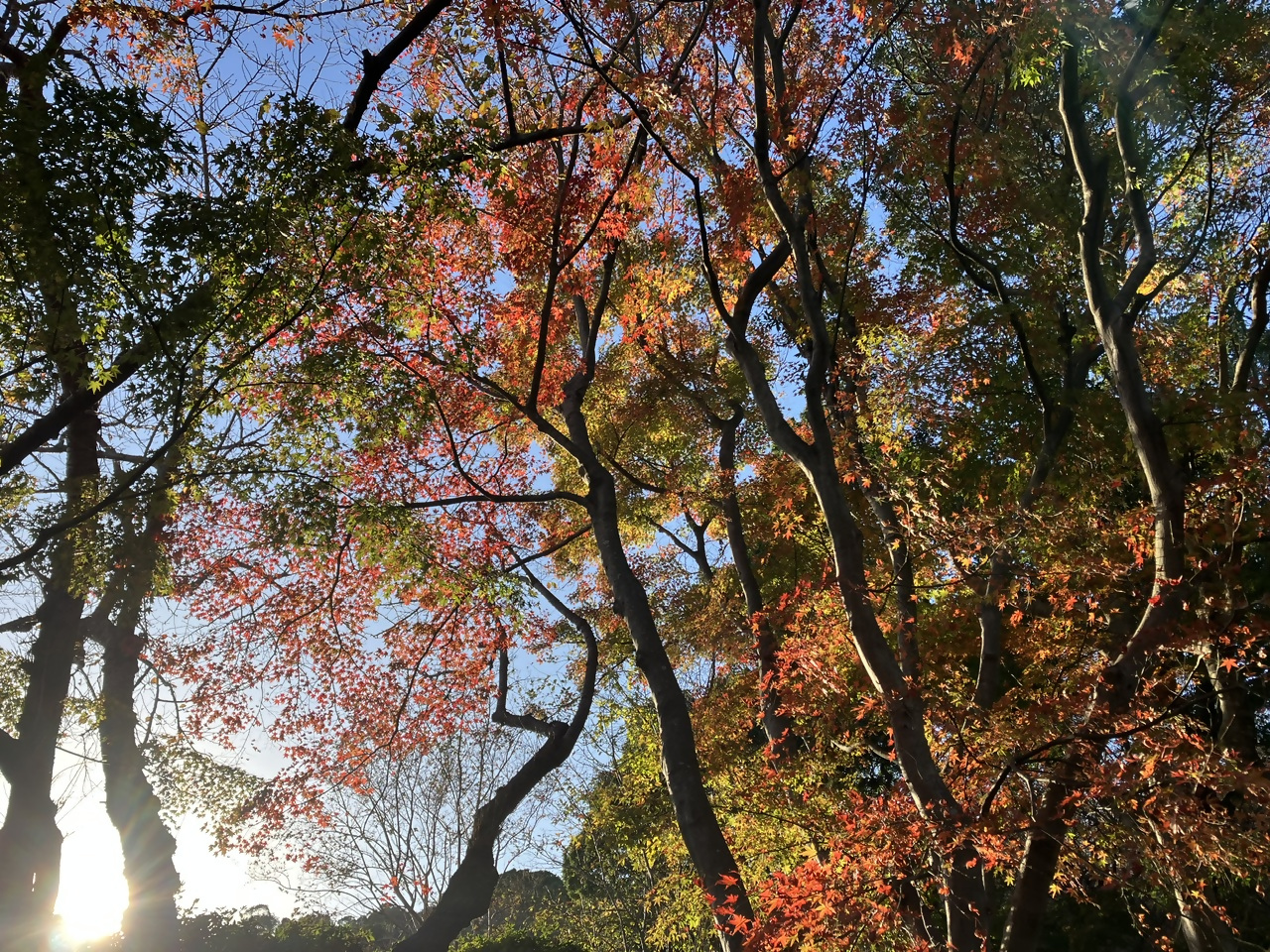 白野江植物公園の写真