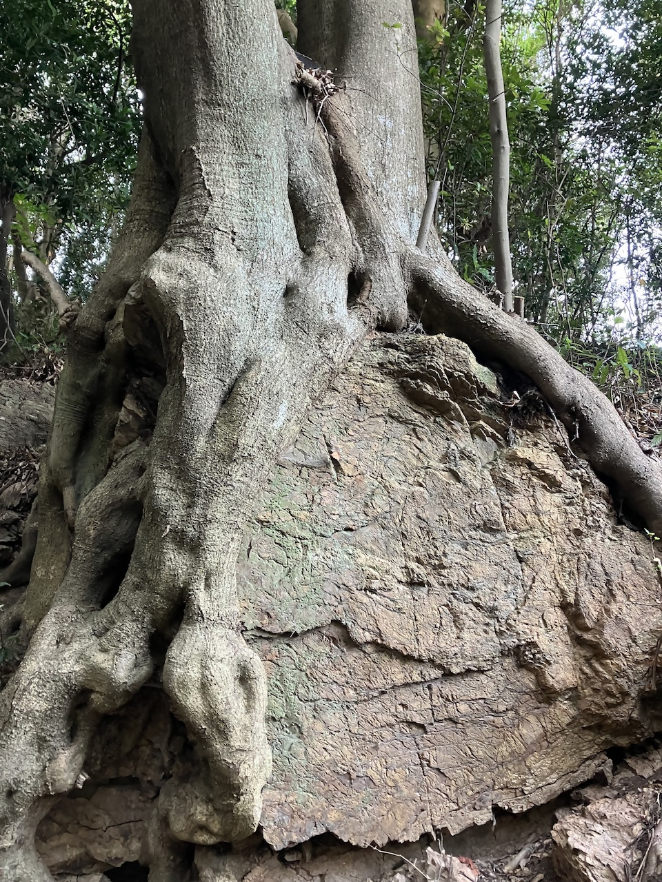 白野江植物公園の写真5