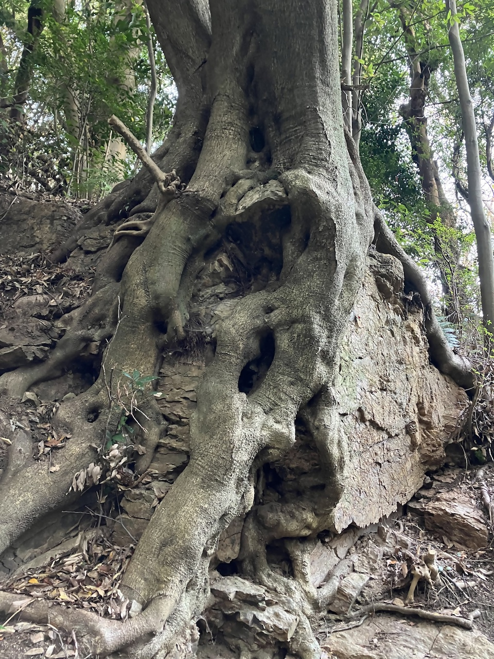 白野江植物公園の写真6