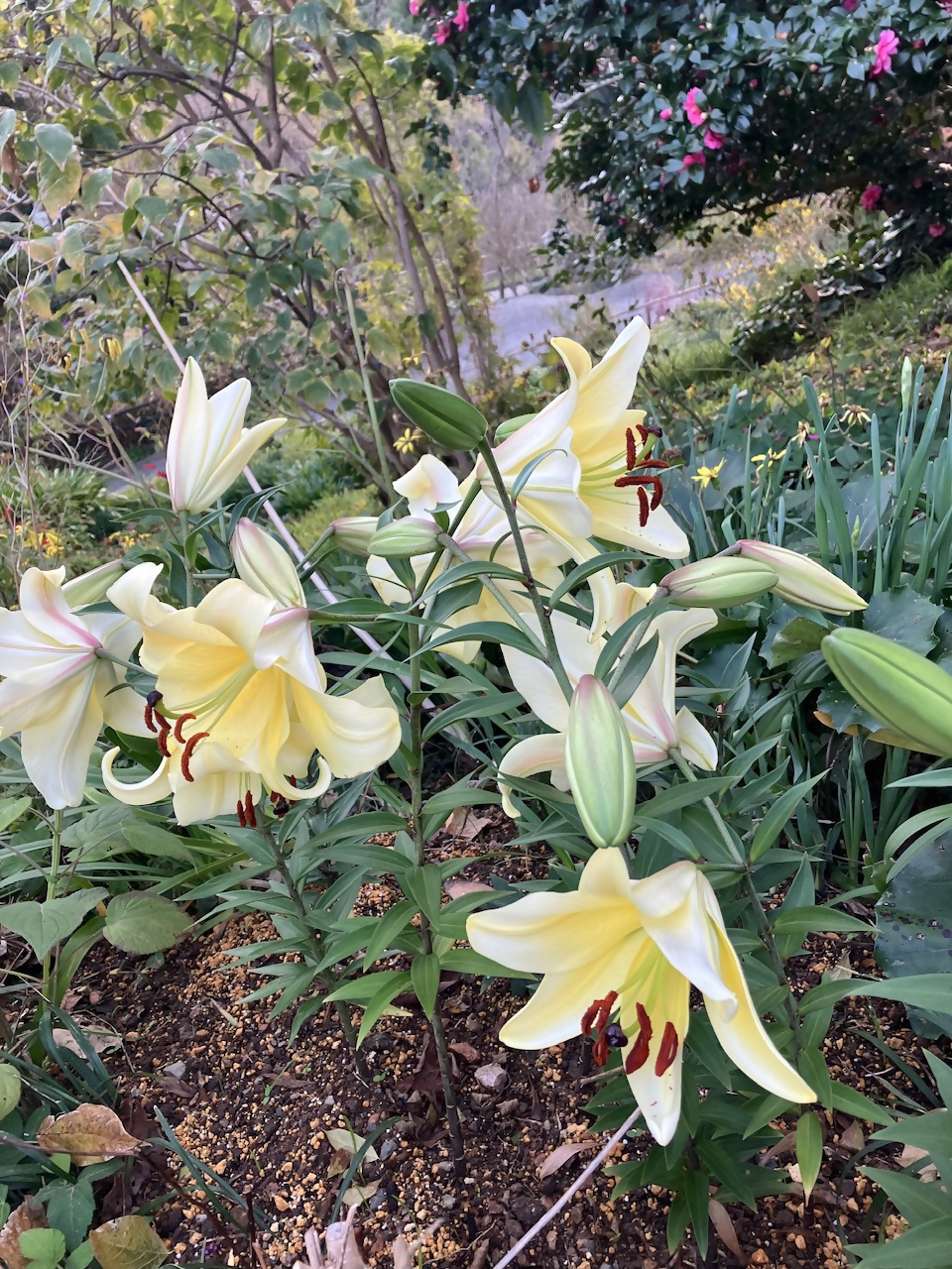 白野江植物公園の写真1