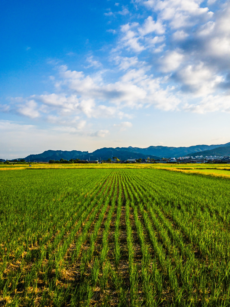 曽根新田の写真12