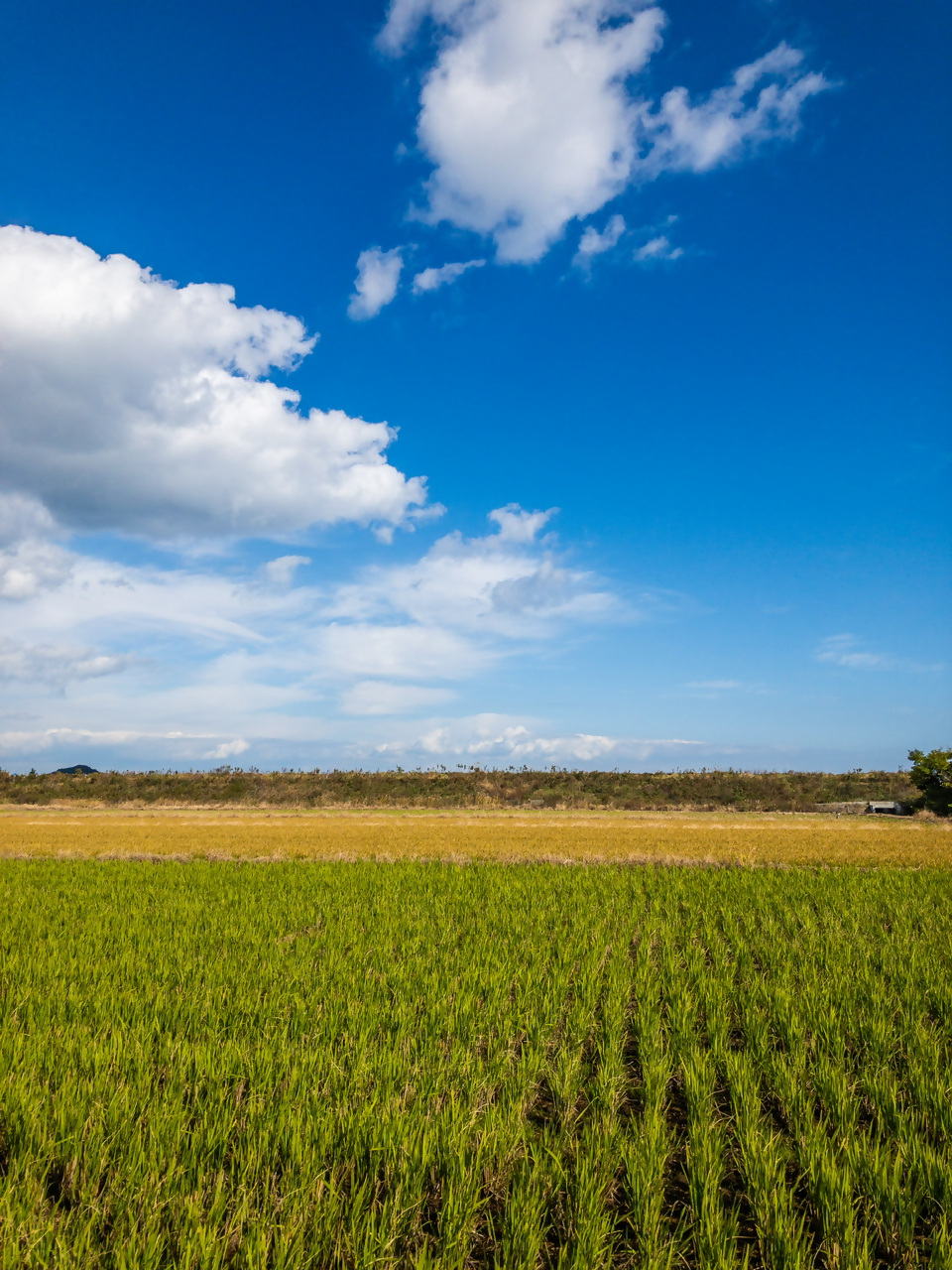 曽根新田の写真2